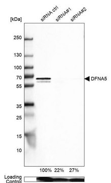 Anti-DFNA5 antibody produced in rabbit Prestige Antibodies&#174; Powered by Atlas Antibodies, affinity isolated antibody, buffered aqueous glycerol solution