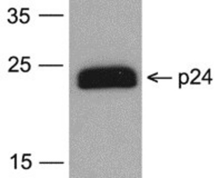 Monoclonal Anti-HIV-1 p24 [7F4] (biotin) antibody produced in mouse purified antibody (Protein A)