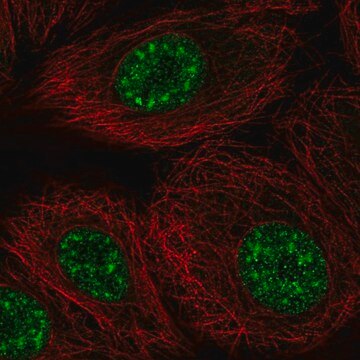 Anti-DAZAP2 antibody produced in rabbit Prestige Antibodies&#174; Powered by Atlas Antibodies, affinity isolated antibody