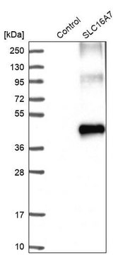 Anti-SLC16A7 antibody produced in rabbit Prestige Antibodies&#174; Powered by Atlas Antibodies, affinity isolated antibody, buffered aqueous glycerol solution