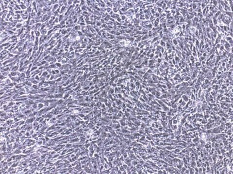 HSC-T6 Rat Hepatic Stellate Cell Line The HSC-T6 rat hepatic stellate cell line is a valuable cell model for studies of retinoid metabolism based on their similar retinoid phenotype as primary cells.