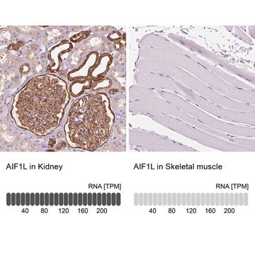 Anti-AIF1L antibody produced in rabbit Prestige Antibodies&#174; Powered by Atlas Antibodies, affinity isolated antibody, buffered aqueous glycerol solution