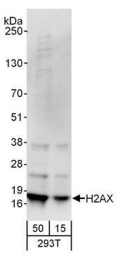 Goat anti-H2AX Antibody, Affinity Purified Powered by Bethyl Laboratories, Inc.