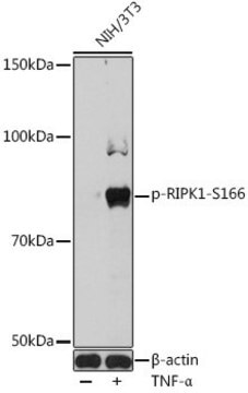 Anti-Phospho-RIPK1-S166 antibody produced in rabbit