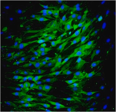 Anti-CD73, clone AA60-E3-3, Alexa Fluor&#8482; 488 conjugate Antibody clone AA60-E3-3, from mouse, ALEXA FLUOR&#8482; 488