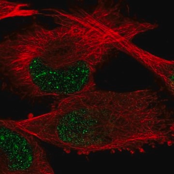 Anti-GTF2H2 antibody produced in rabbit Prestige Antibodies&#174; Powered by Atlas Antibodies, affinity isolated antibody