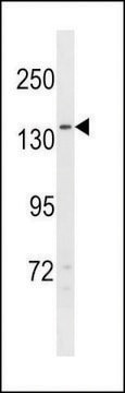 ANTI-NPC1L1(N-TERMINAL) antibody produced in rabbit affinity isolated antibody, buffered aqueous solution