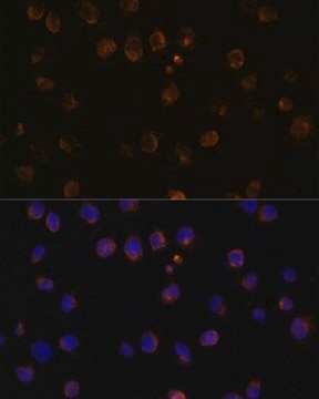 Anti-MyD88 antibody produced in rabbit