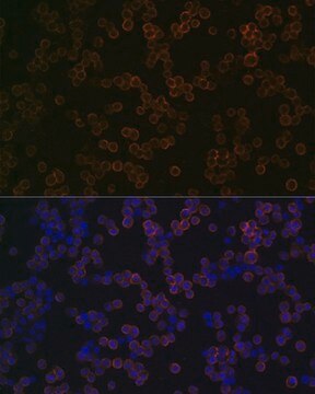 Anti-TLR2 antibody produced in rabbit