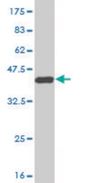 Monoclonal Anti-MSR1 antibody produced in mouse clone 2G8, purified immunoglobulin, buffered aqueous solution