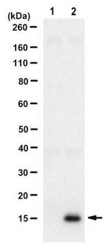 Anti-LC3A/B Antibody, clone 4F11.1 clone 4F11.1, from mouse