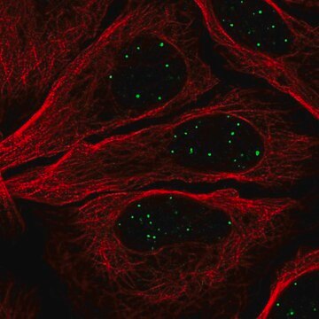 Anti-GATA4 antibody produced in rabbit Prestige Antibodies&#174; Powered by Atlas Antibodies, affinity isolated antibody