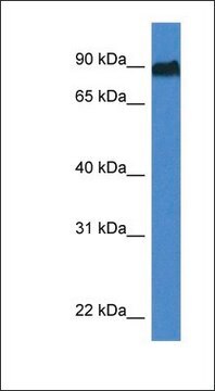 Anti-SIK1 antibody produced in rabbit affinity isolated antibody