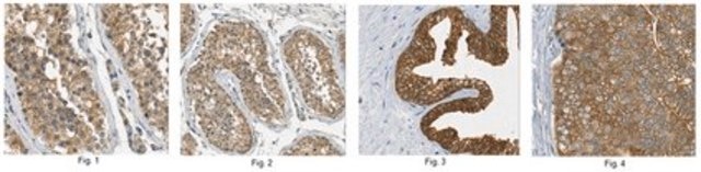 Anti-Mastl Antibody, clone 4F9 clone 4F9, from mouse