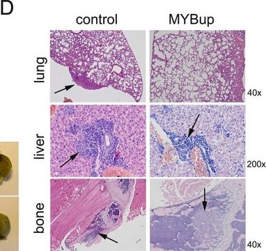 Anti-Myb Antibody, clone 1-1 clone 1-1, Upstate&#174;, from mouse