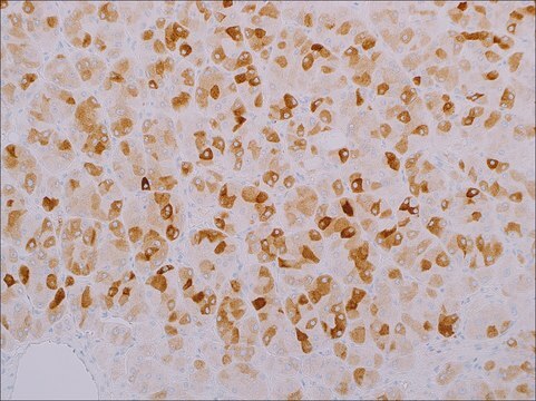 Inhibin, alpha (MRQ-63) Rabbit Monoclonal Antibody