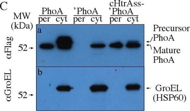 Anti-GroEL antibody produced in rabbit IgG fraction of antiserum, buffered aqueous solution