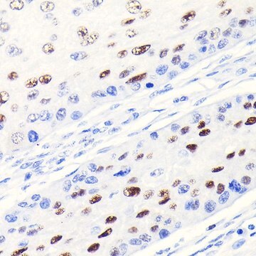 Anti- CDKN1A/p21CIP1 antibody produced in rabbit