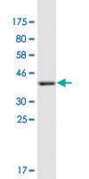 Monoclonal Anti-COL21A1 antibody produced in mouse clone 1G6, purified immunoglobulin, buffered aqueous solution