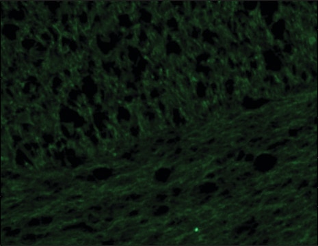 Anti-Neurofilament 160 antibody, Mouse monoclonal clone NN18, purified from hybridoma cell culture