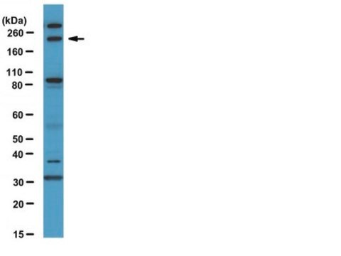 Anti-FIP200 Antibody serum, from rabbit