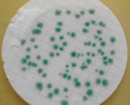 CP ChromoSelect Agar suitable for microbiology, NutriSelect&#174; Basic