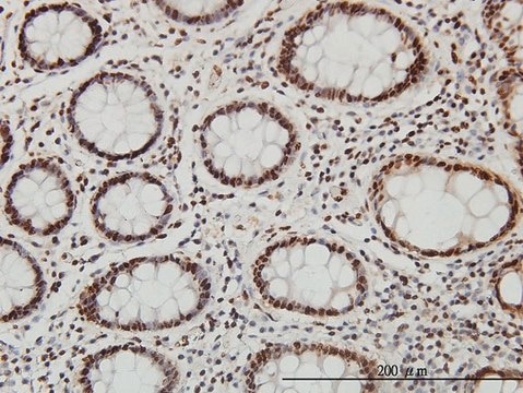 Monoclonal Anti-SP1 antibody produced in mouse clone 1A5, purified immunoglobulin, buffered aqueous solution