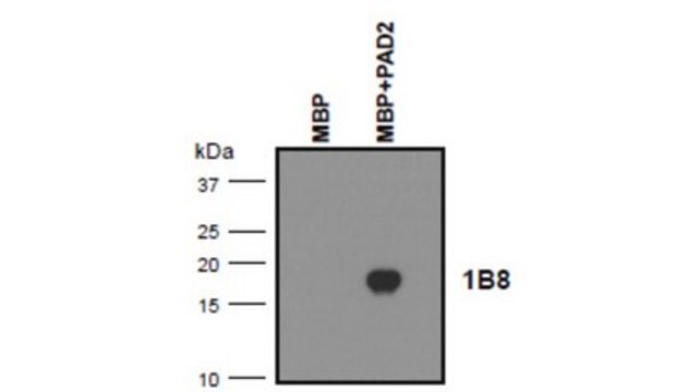 Anti-MBP (Citrulline R25) Antibody, clone 1B8 clone 1B8, from mouse