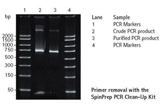 SpinPrep PCR Clean-up Kit Rapid purification of PCR products for downstream procedures