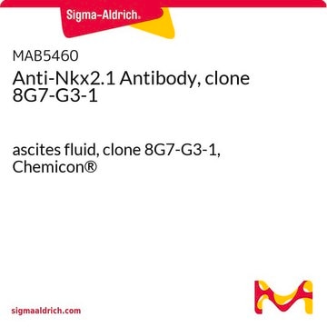 Anti-Nkx2.1 Antibody, clone 8G7-G3-1 ascites fluid, clone 8G7-G3-1, Chemicon&#174;