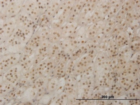 Monoclonal Anti-RAX antibody produced in mouse clone 4F4, purified immunoglobulin, buffered aqueous solution