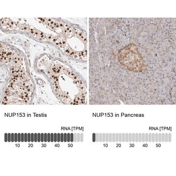 Anti-NUP153 antibody produced in rabbit Prestige Antibodies&#174; Powered by Atlas Antibodies, affinity isolated antibody, buffered aqueous glycerol solution, ab1