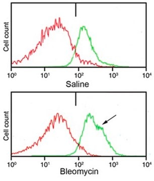 Anti-Pro-Collagen Type I, A1/COL1A1 from rabbit, purified by affinity chromatography