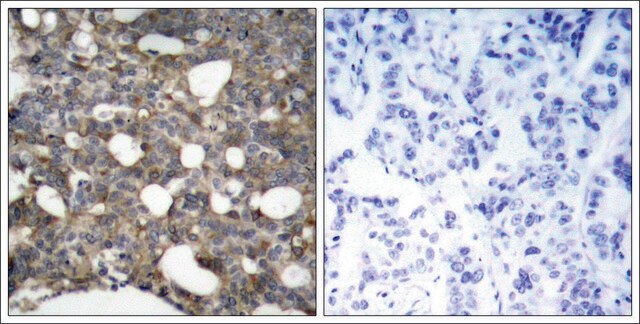 Anti-GJA1 (Ab-367) antibody produced in rabbit affinity isolated antibody