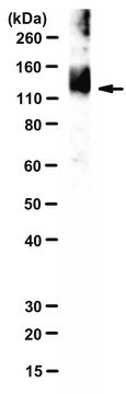 Anti-Muc2-D3