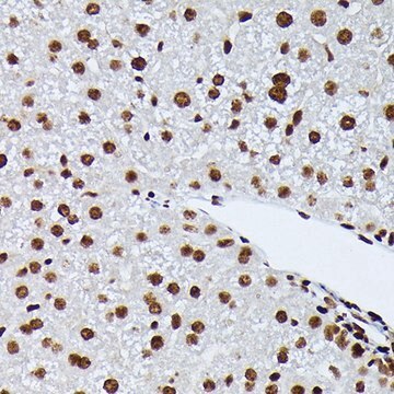 Anti-Phospho-NRF2-S40 antibody produced in rabbit