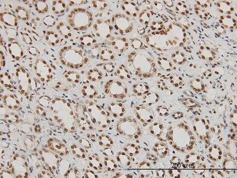 Monoclonal Anti-P15RS antibody produced in mouse clone 1B8, purified immunoglobulin, buffered aqueous solution