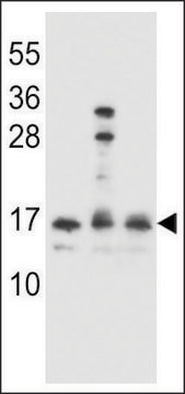 ANTI-HOPX(C-TERMINAL) antibody produced in rabbit affinity isolated antibody, buffered aqueous solution