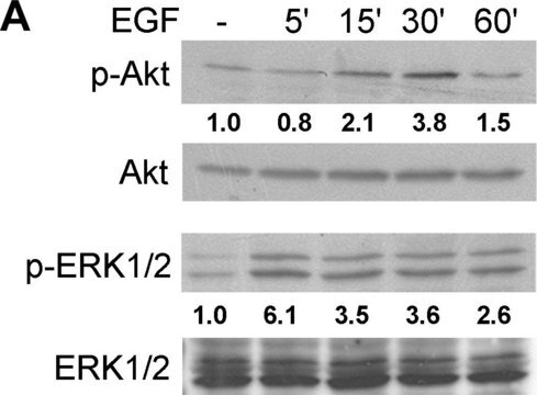 Monoclonal Anti-MAP Kinase, Activated (Diphosphorylated ERK-1&amp;2) antibody produced in mouse clone MAPK-YT, ascites fluid