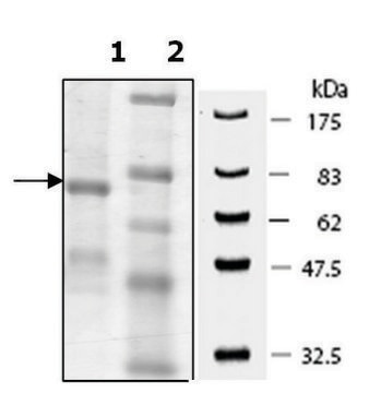 PADI-2 human recombinant, expressed in baculovirus infected Sf9 cells, &#8805;60% (SDS-PAGE)