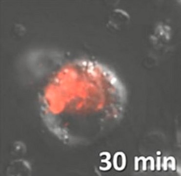 BioTracker 574 Red HOCL Dye Live cell imaging dye for hypochlorous acid (HOCl) used to detect phagocytosis, inflammation and cellular apoptosis.