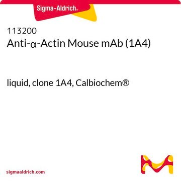 Anti-&#945;-Actin Mouse mAb (1A4) liquid, clone 1A4, Calbiochem&#174;