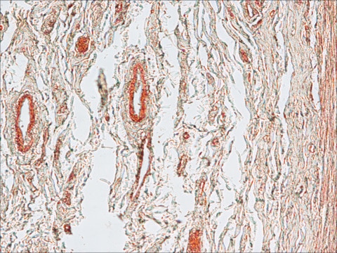 Anti-Mouse IgG (Fab specific)–Biotin antibody produced in goat affinity isolated antibody, buffered aqueous solution