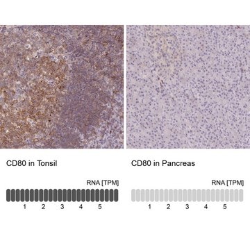 Anti-CD80 antibody produced in rabbit Prestige Antibodies&#174; Powered by Atlas Antibodies, affinity isolated antibody, buffered aqueous glycerol solution