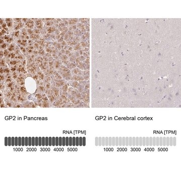 Anti-GP2 antibody produced in rabbit Prestige Antibodies&#174; Powered by Atlas Antibodies, affinity isolated antibody, buffered aqueous glycerol solution