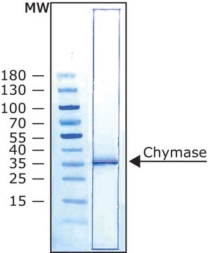 Chymase human recombinant, expressed in Pichia pastoris