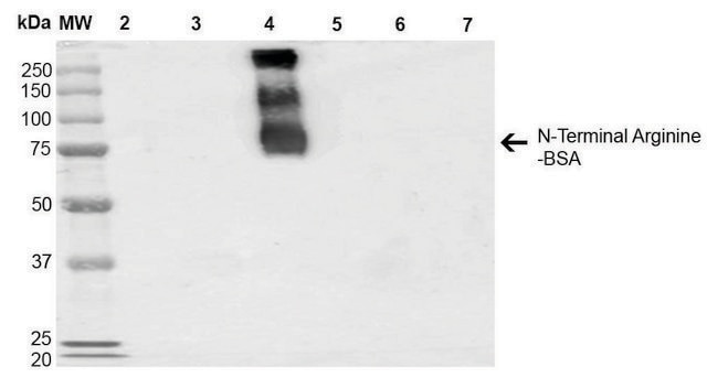 Monoclonal Anti-N-terminal Arginylation antibody produced in mouse clone 4A9