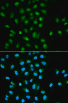 Anti-ASC/TMS1 antibody produced in rabbit