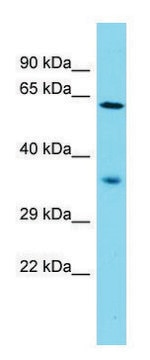 Anti-NDNF (N-terminal) antibody produced in rabbit affinity isolated antibody