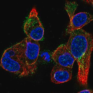 Anti-KISS1R antibody produced in rabbit Prestige Antibodies&#174; Powered by Atlas Antibodies, affinity isolated antibody